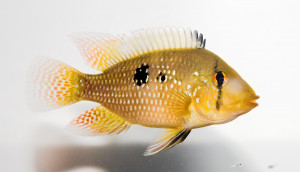 Geophagus brasiliensis