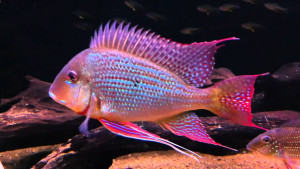 Geophagus surinamensis