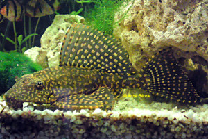 Glyptoperichthys joselimaianus