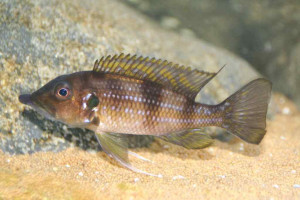 Gnathochromis permaxillaris