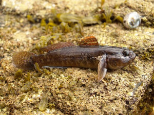 Gobius paganellus