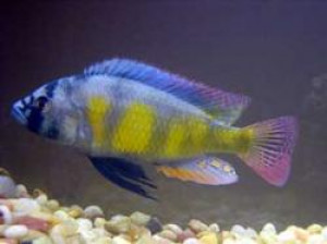 Haplochromis erythrocephalus