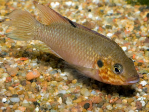 Hemichromis cerasogaster