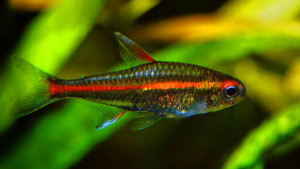 Hemigrammus erythrozonus