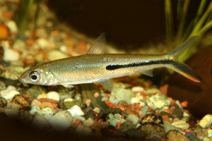 Hemiodus  semitaeniatus