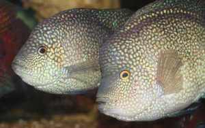 Herichthys cyanoguttatus