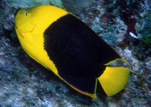 Holacanthus tricolor