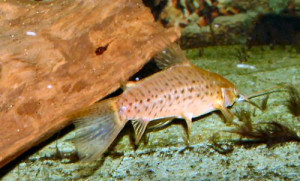 Hoplosternum punctatum