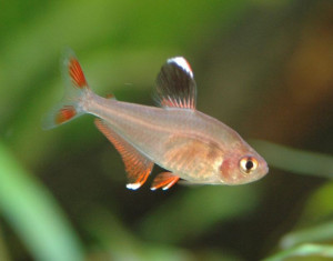 Hyphessobrycon bentosi