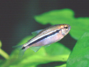 Hyphessobrycon cyanotaenia