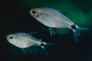 Hyphessobrycon elachys