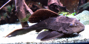 Hypostomus plecostomus