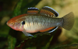 Hypseleotris cyprinoides