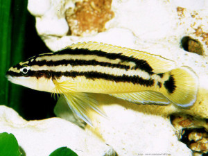 Julidochromis ornatus