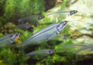 Poisson-chat En Verre Indien Transparent Bicirrhis De Kryptopterus Photo  stock - Image du biologie, exotique: 153853770