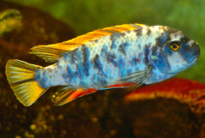 Labeotropheus fuelleborni