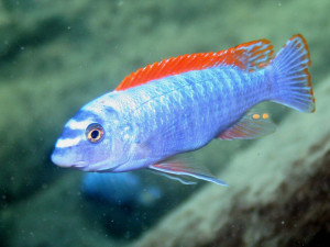 Labeotropheus trewavasae