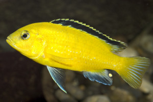 Labidochromis caeruleus