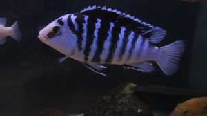 Labidochromis chisumulae