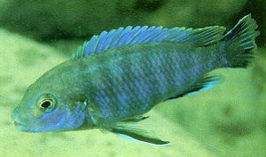 Labidochromis ianthinus