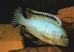 Labidochromis lividus