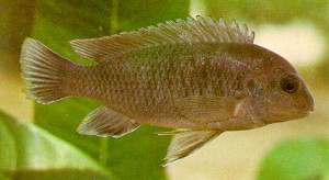 Labidochromis mathotho