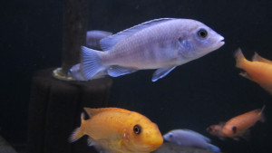 Labidochromis pallidus