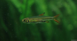Ladigesia roloffi