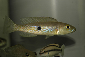 Lepidiolamprologus attenuatus