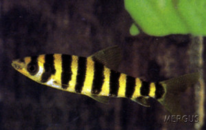 Leporinus affinis