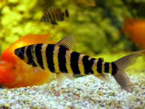 Leporinus octofasciatus