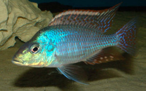 Lethrinops lethrinus