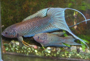 Macropodus erythropterus