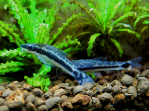 Macrotocinclus affinis