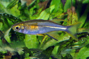 Marosatherina ladigesi