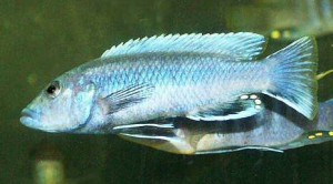 Melanochromis benetos
