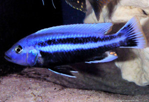 Melanochromis chipokae