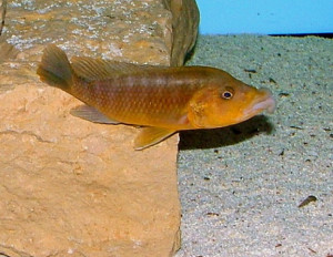 Melanochromis labrosus