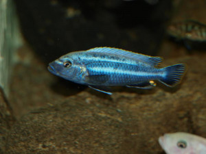 Melanochromis vermivorus