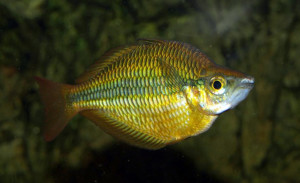 Melanotaenia trifasciata