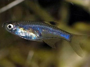 Microdevario nana