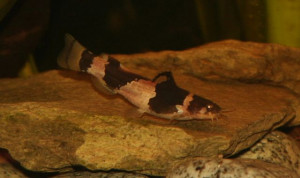 Microglanis iheringi