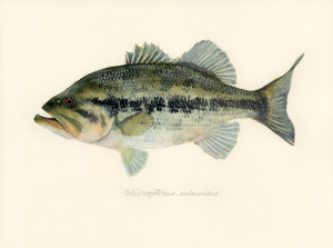 Micropterus salmoides