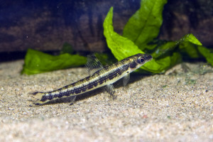 Nannocharax fasciatus