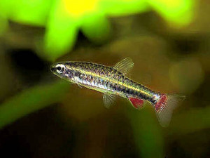 Nannostomus anduzei