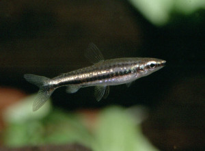 Nannostomus marilynae