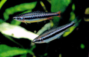 Nannostomus nitidus