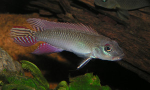 Nanochromis parilus