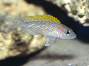 Neolamprologus caudopunctatus