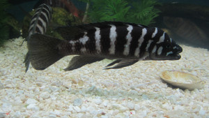 Neolamprologus cylindricus